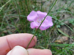 Agalinis oligophylla