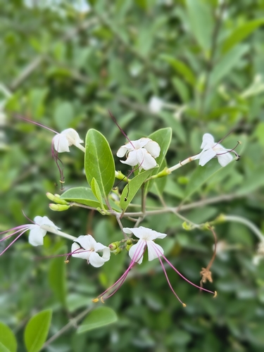 scrambling clerodendrum