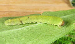 Tenthredo atra