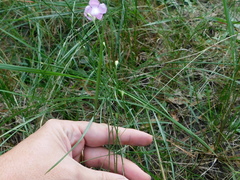 Agalinis oligophylla