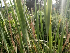 Typha orientalis