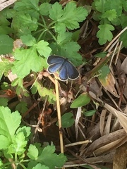 Pseudozizeeria maha