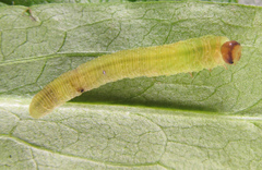 Tenthredo atra
