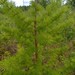 Siberian Larch - Photo (c) Leena Aarnio, some rights reserved (CC BY-NC), uploaded by Leena Aarnio