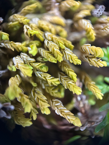 Plagiochila carringtonii