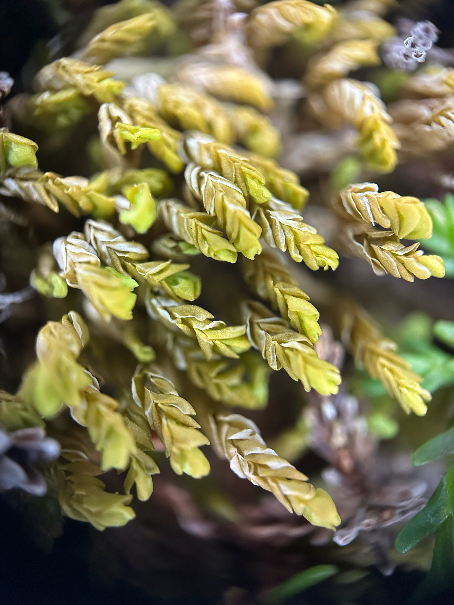 Plagiochila carringtonii