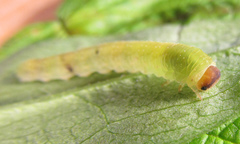 Tenthredo atra