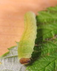 Tenthredo atra