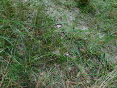 Agalinis oligophylla