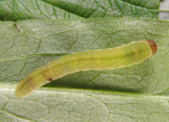 Tenthredo atra