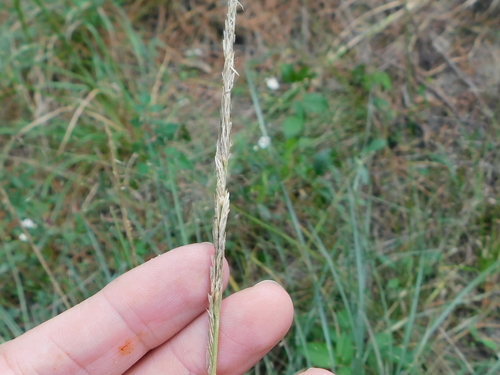 gulf cordgrass (Spartina spartinae)
