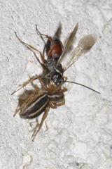 Agenioideus