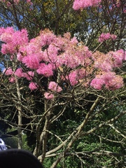 Chionanthus pubescens