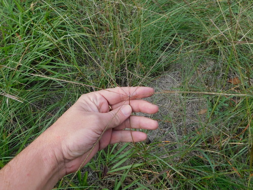 Texas Windmillgrass (Chloris texensis)
