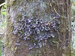 Pseudocyphellaria dissimilis