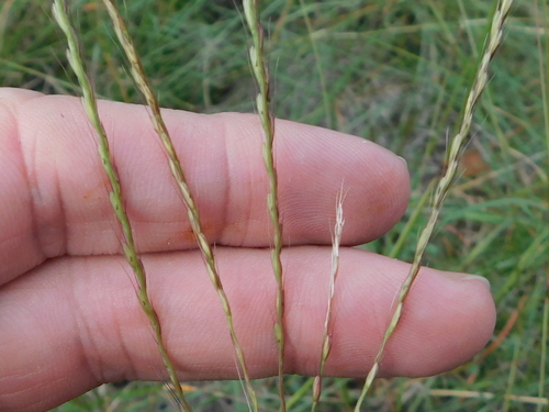 Image of Chloris texensis by (c) Sam Kieschnick, some rights reserved (CC BY)
