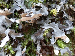 Pseudocyphellaria dissimilis