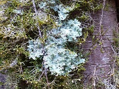 Pseudocyphellaria multifida