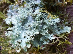 Pseudocyphellaria multifida