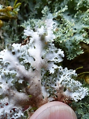 Pseudocyphellaria multifida