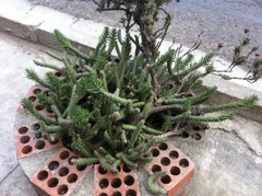 Austrocylindropuntia shaferi