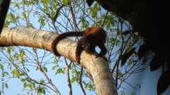 Alouatta seniculus puruensis