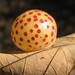 Spotted Oak Apple Gall Wasp - Photo (c) Lora Shadwick, some rights reserved (CC BY-NC), uploaded by Lora Shadwick