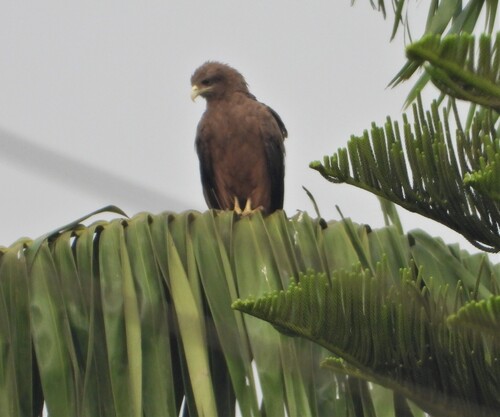 Black Kite