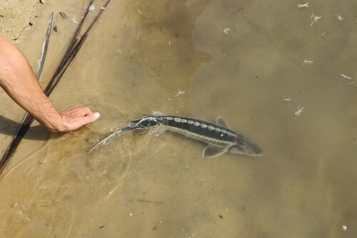 Russian sturgeon (Acipenser gueldenstaedtii) — Acipenseridae — 2