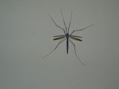 Betairidovirinae