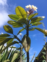 Plumeria obtusa