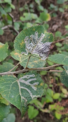 Phyllocnistis labyrinthella