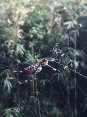 Trichonephila clavata