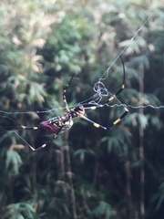 Trichonephila clavata