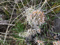 Opuntia × columbiana