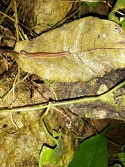 Orthoporus
