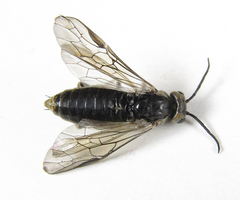 Euura stenogaster