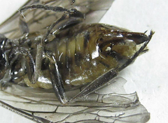 Euura stenogaster