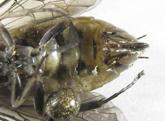 Euura stenogaster