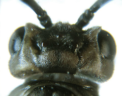 Euura stenogaster