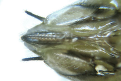 Euura stenogaster
