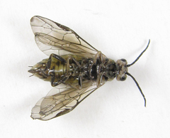 Euura stenogaster