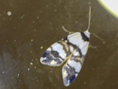 Thallarcha albicollis