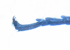 Euura stenogaster