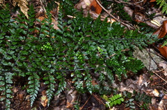 Asplenium bulbiferum x A hookerianum