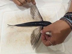 Atlantic Flyingfish photo 1