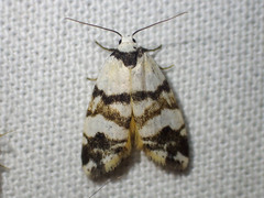 Thallarcha albicollis