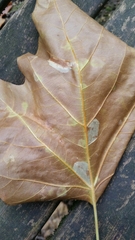 Phyllonorycter platani