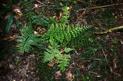 Asplenium bulbiferum x A hookerianum