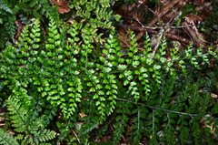 Asplenium bulbiferum x A hookerianum
